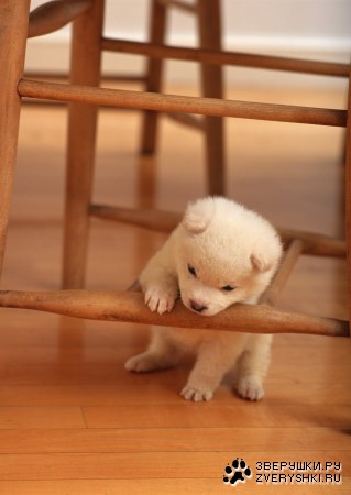 ������� (24 ����������)