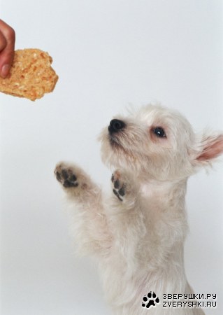 ������� (24 ����������)