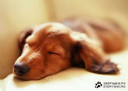 ������� (24 ����������)