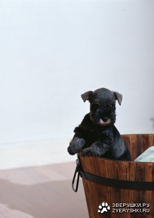 ������� (24 ����������)