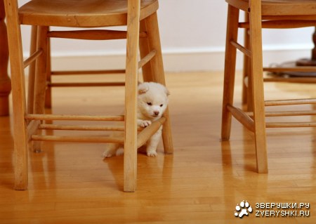 ������� (24 ����������)