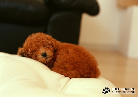 ������� (24 ����������)