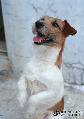 ������� (24 ����������)