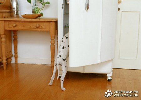 ������� (24 ����������)