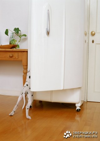 ������� (24 ����������)