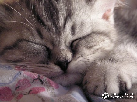 ��� ���� ������...