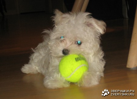 ��������� �� ����, ������������!