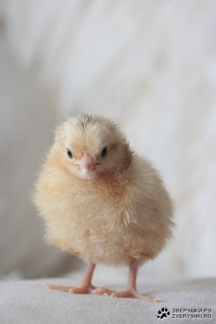 ������� � ������������ �������� (5 ����)