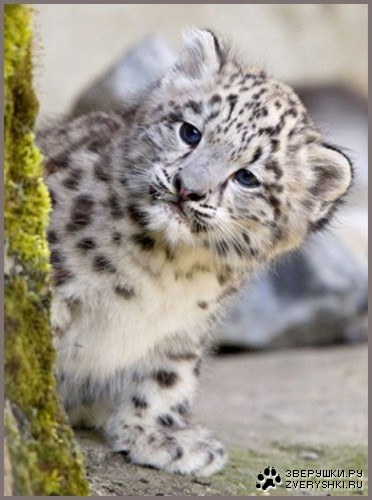 ������ �������� (6 ����)