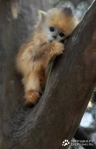 ���������� ������... :)