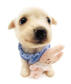 �������� (3 ����������)