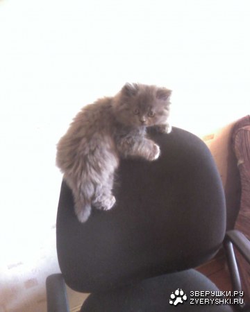 ������ ������� (11 ����)