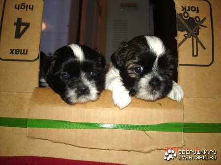 ������ � ������ ;)