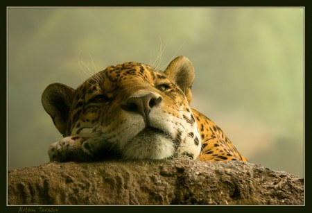 ����� � ������... :)