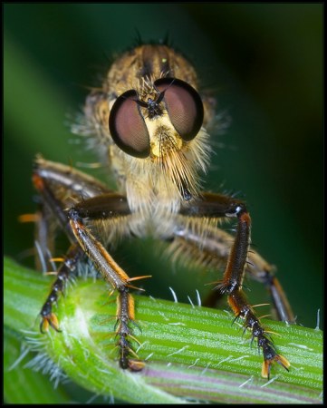 ���������� ��������� �� Peter Garvanovi�