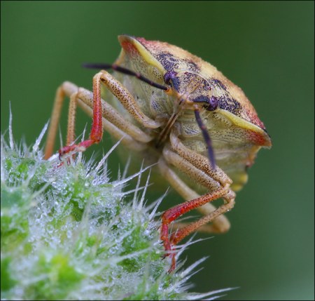 ���������� ��������� �� Peter Garvanovi�