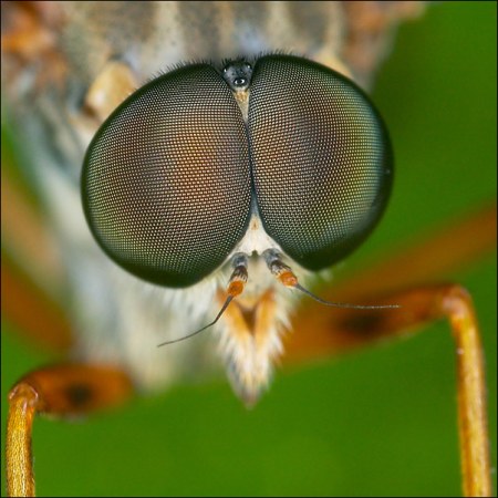 ���������� ��������� �� Peter Garvanovi�