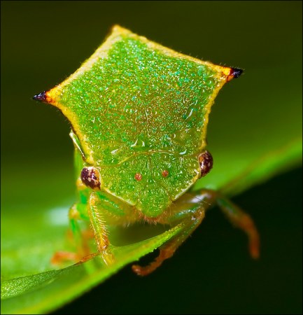 ���������� ��������� �� Peter Garvanovi�