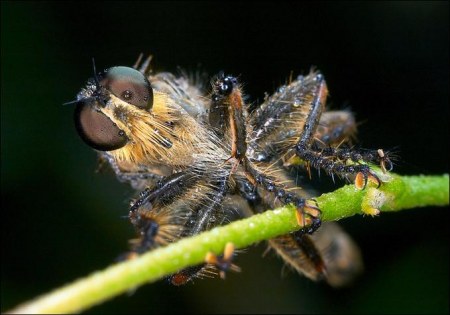 ���������� ��������� �� Peter Garvanovi�