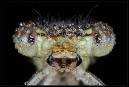 ���������� ��������� �� Peter Garvanovi�