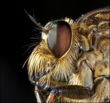 ���������� ��������� �� Peter Garvanovi�