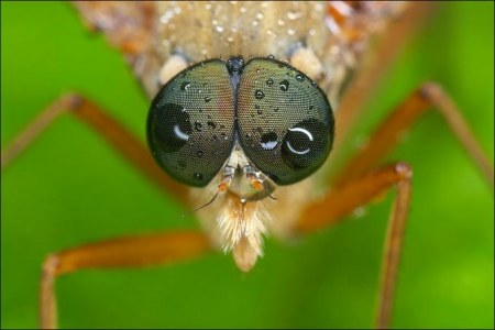 ���������� ��������� �� Peter Garvanovi�