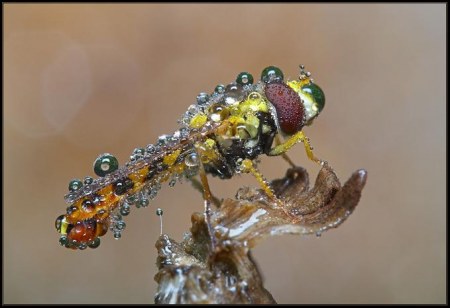 ���������� ��������� �� Peter Garvanovi�