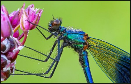 ���������� ��������� �� Peter Garvanovi�