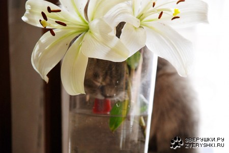 � ������ ;)