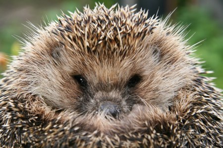 ������� ���� :)