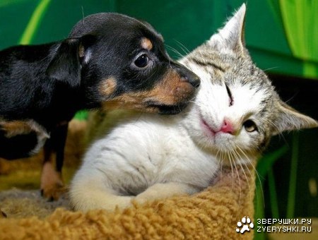 ������ ������! :)