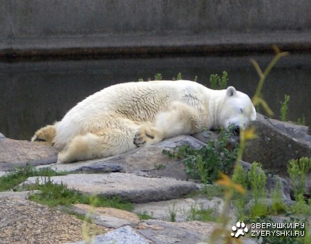 ������� ������ ���� ������� :)