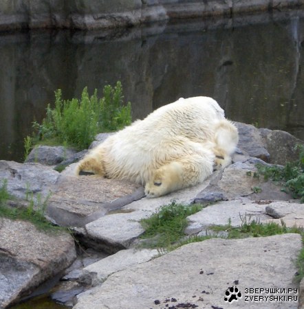 ������� ������ ���� ������� :)