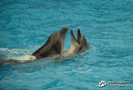 ��������-�������� :)