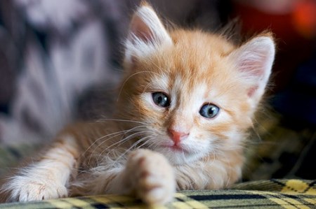 ������ (9 ����������)