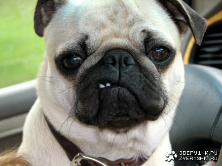 �������� ;)