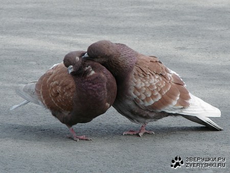 ������ ����� ������� ������ :)