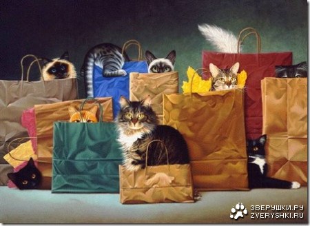 �������� ����� �� Brald Brads (14 ����)