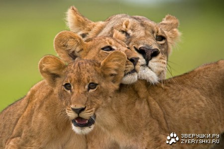 ������������� �������� �������� �� Beverly Joubert (58 ����)