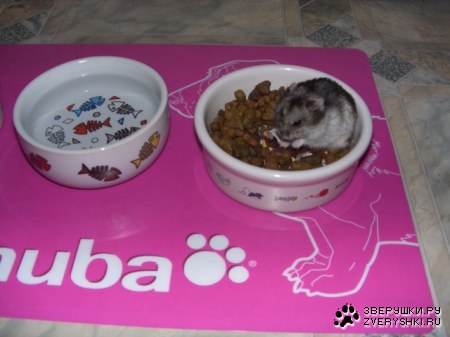 ���� ������� ���... :)