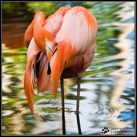 ������� �������� (3 ����)