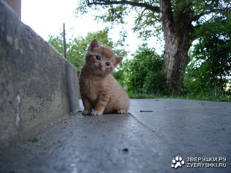 ������� (7 ����������)