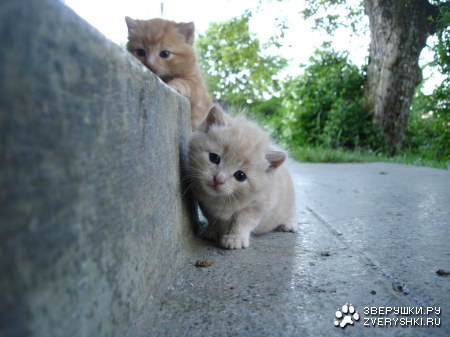 ������� (7 ����������)