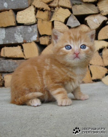 ������� (7 ����������)