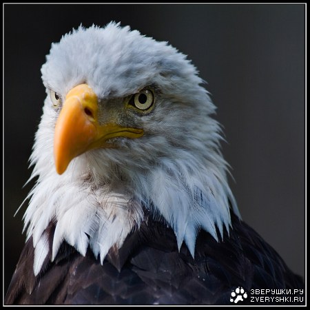 ������ ����� (4 ����)