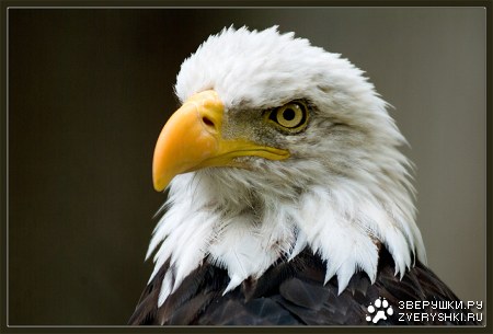 ������ ����� (4 ����)