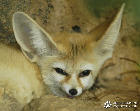 ����� - ����������� ������