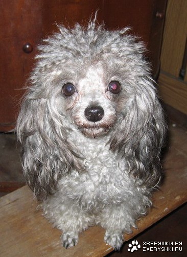 � - ���������, �� ������? ;)