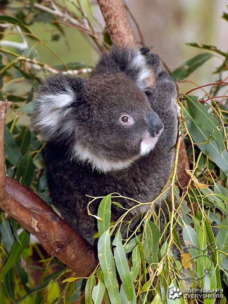 ����� (4 ����������)