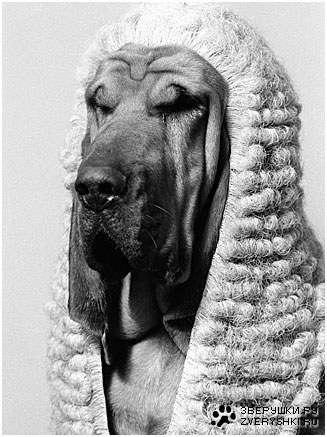 ������� �������� (11 ����)